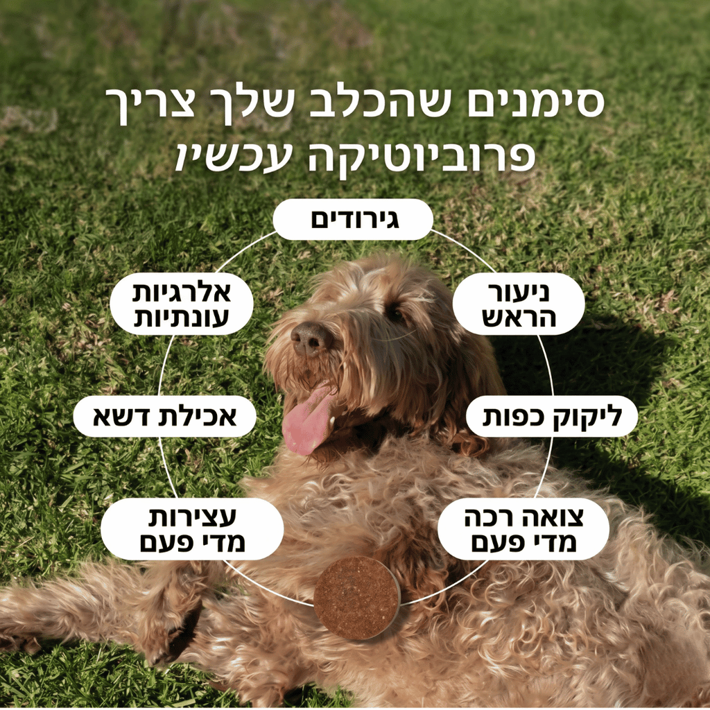 גודי - חטיפי פרוביוטיקה לכלב