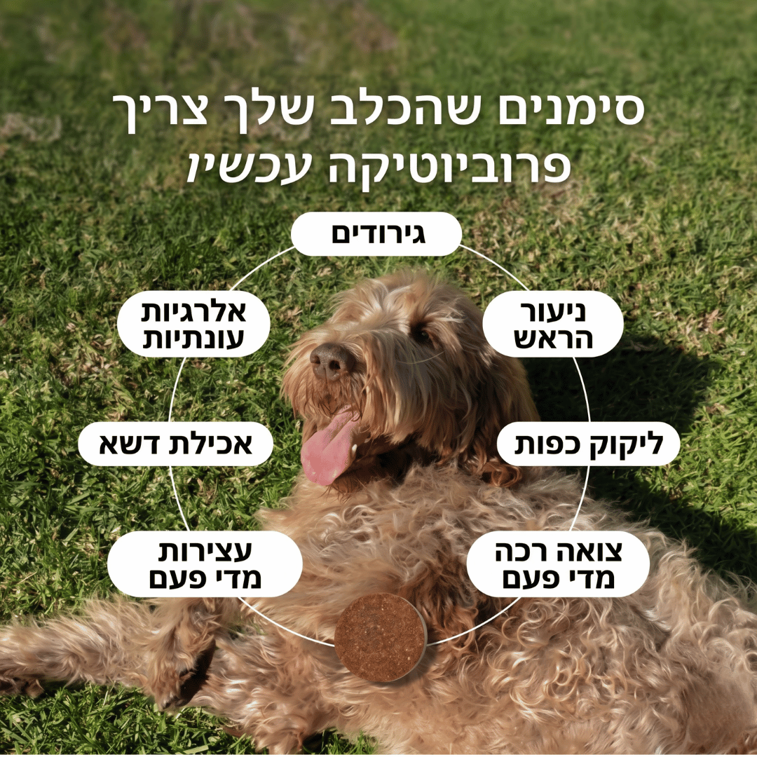 גודי - חטיפי פרוביוטיקה לכלב